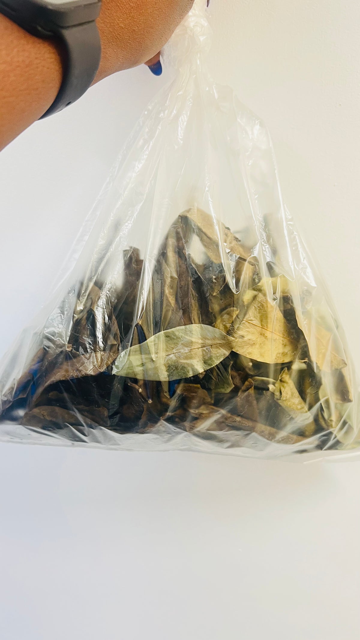 Soursop Leaves