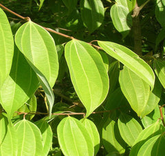 Real Jamaican Spice Cinnamon Leaves